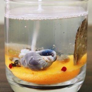 Bulk Sea Life Gel Candle 2